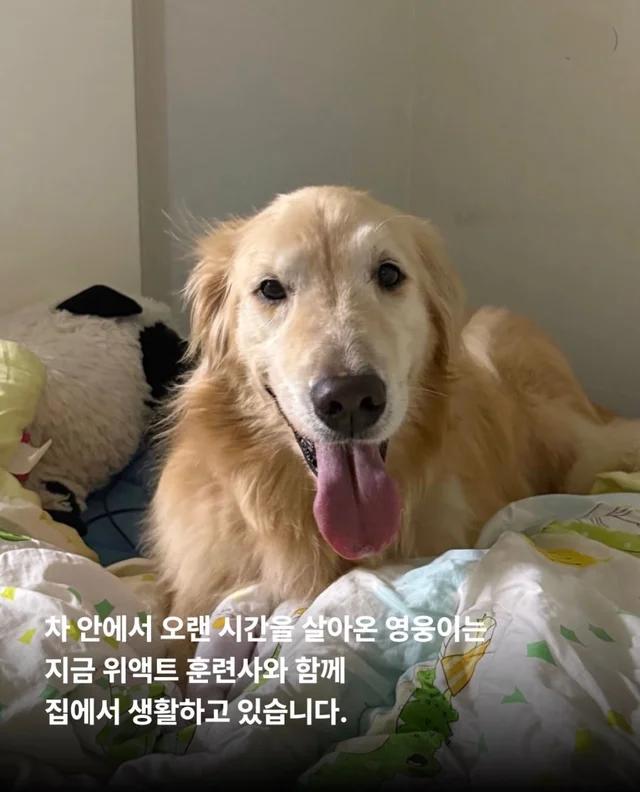 콘크리트에 갇힌개 위액트 희망이와 차안에 갇힌 리트.. 현장 사진