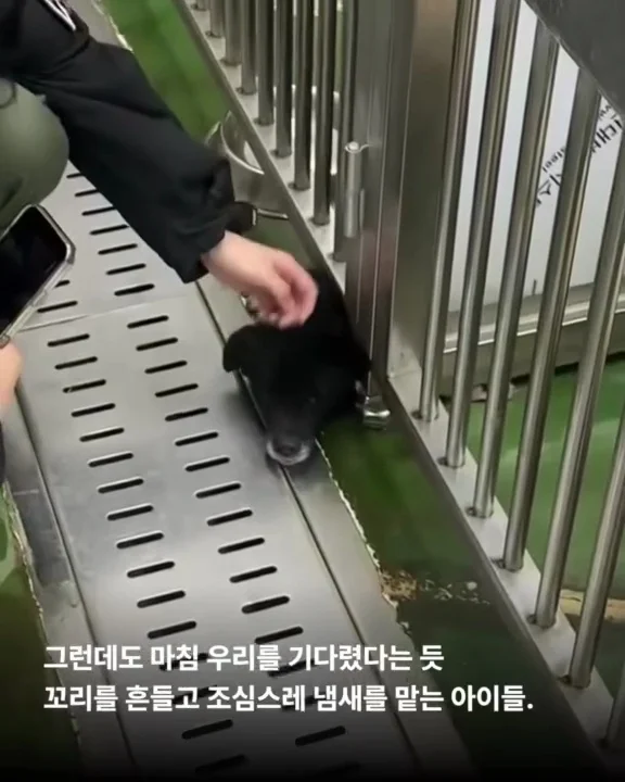 제천시보호소 현장 사진