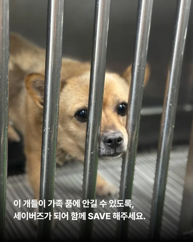 제천시보호소 현장 사진