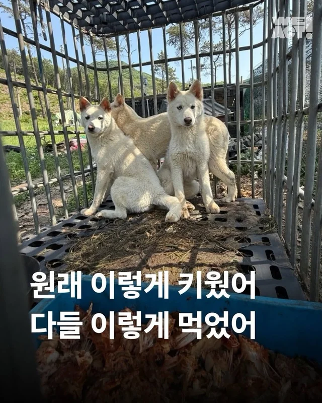 원래 이렇게 키웠어 다들 이렇게 먹었어 현장 사진