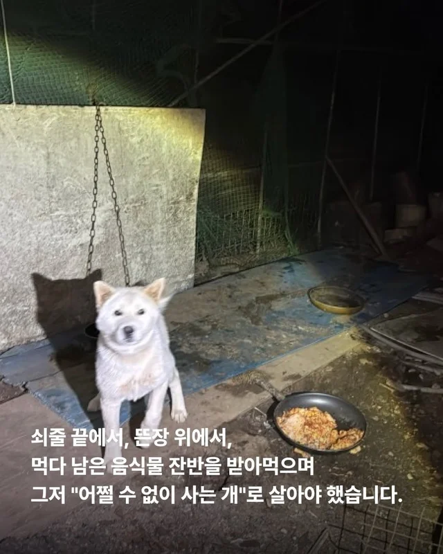 원래 이렇게 키웠어 다들 이렇게 먹었어 현장 사진