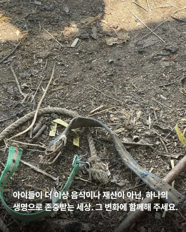원래 이렇게 키웠어 다들 이렇게 먹었어 현장 사진