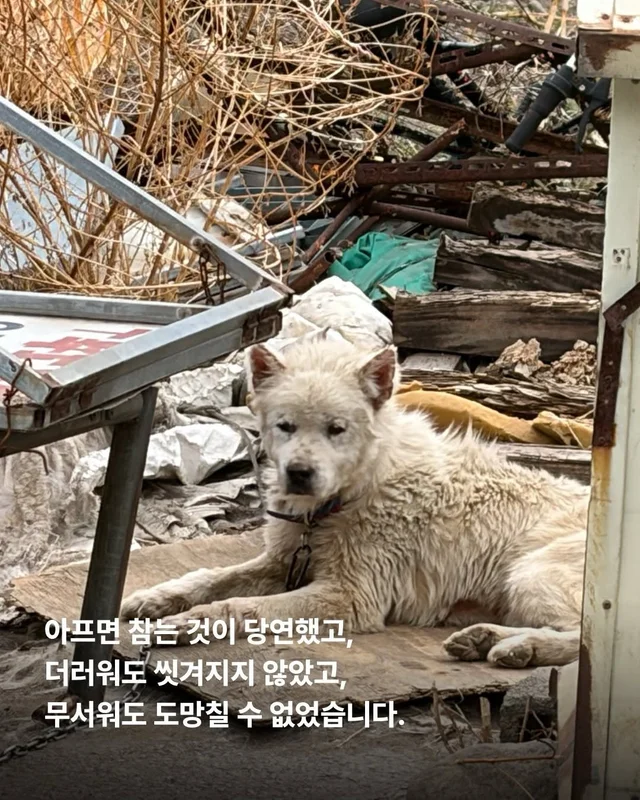 원래 이렇게 키웠어 다들 이렇게 먹었어 현장 사진