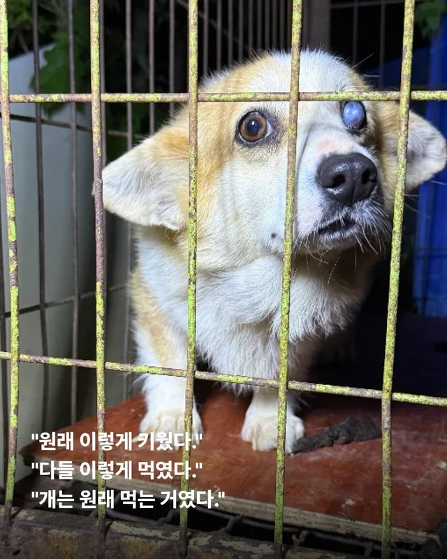 원래 이렇게 키웠어 다들 이렇게 먹었어 현장 사진