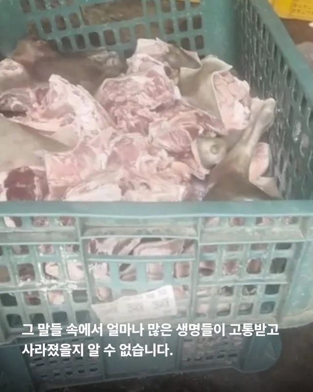 원래 이렇게 키웠어 다들 이렇게 먹었어 현장 사진