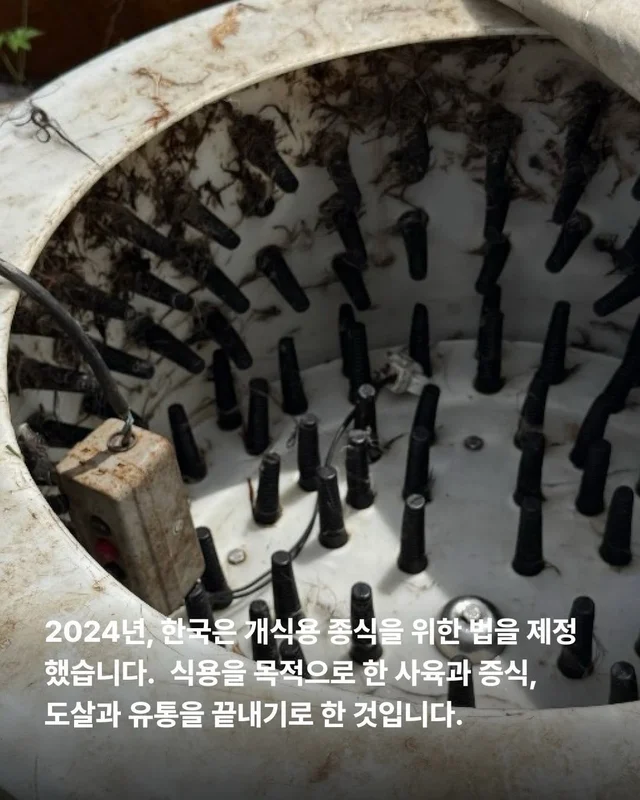 원래 이렇게 키웠어 다들 이렇게 먹었어 현장 사진