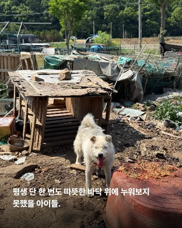 원래 이렇게 키웠어 다들 이렇게 먹었어 현장 사진