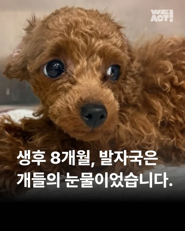 생후 8개월, 그 발자국은 개들의 눈물이었습니다. #빈.. 현장 사진