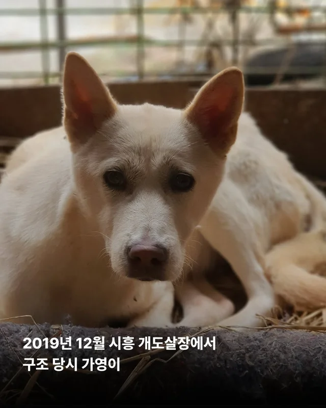 마음을 읽기 어려운 개 #위액트가영 현장 사진