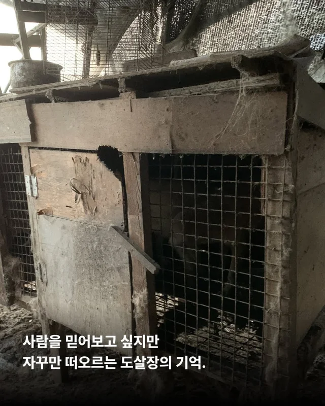 마음을 읽기 어려운 개 #위액트가영 현장 사진