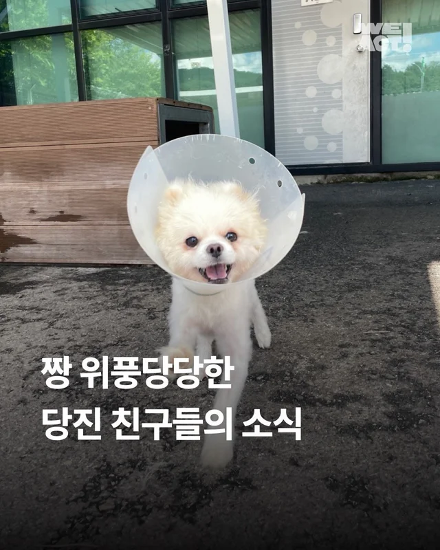 짱 위풍당당한 당진친구들 소식 현장 사진