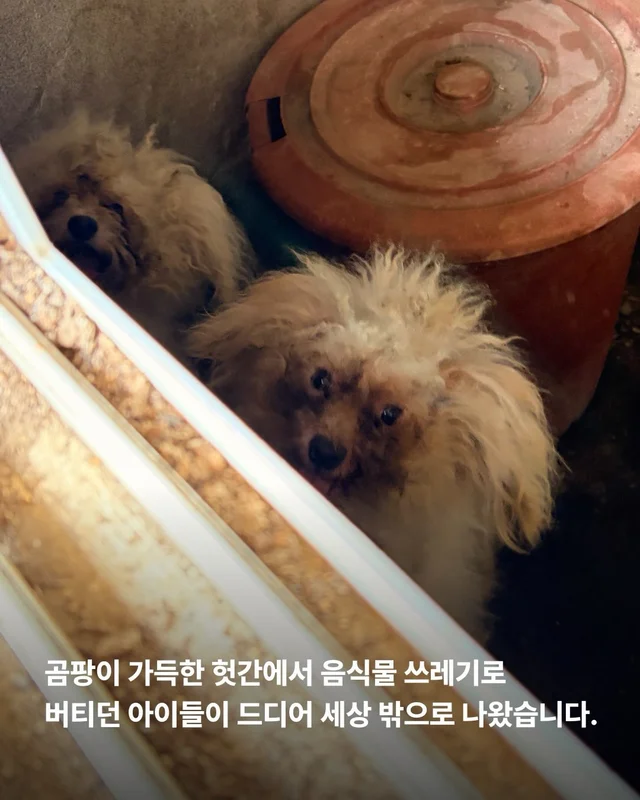 짱 위풍당당한 당진친구들 소식 현장 사진