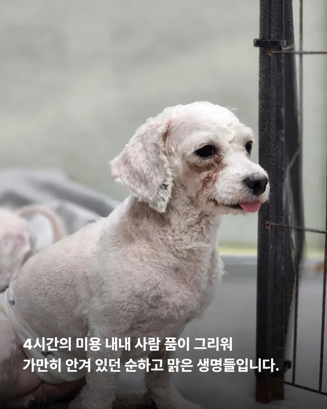 짱 위풍당당한 당진친구들 소식 현장 사진