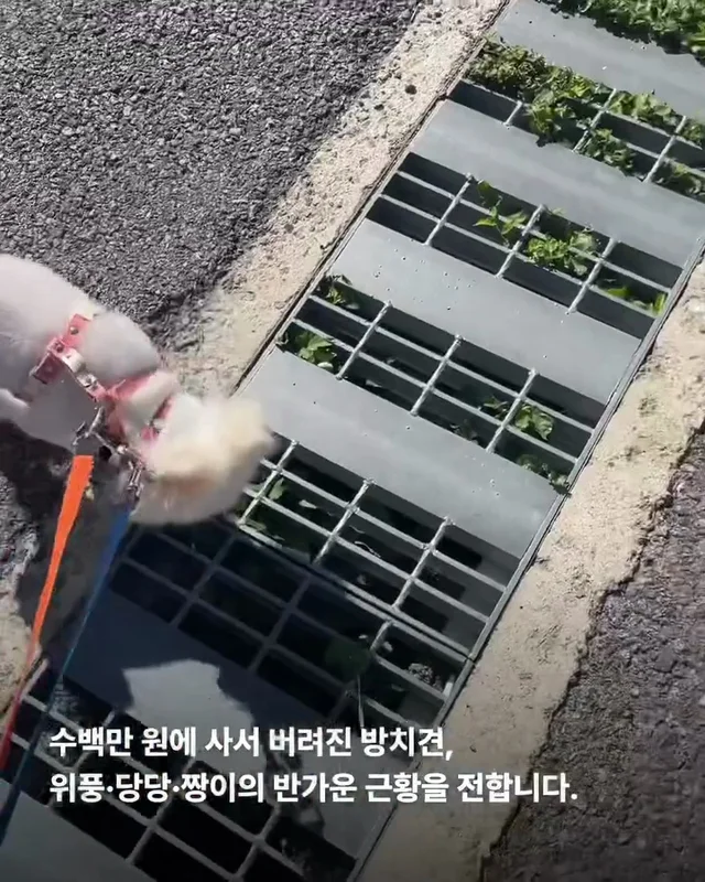 짱 위풍당당한 당진친구들 소식 현장 사진