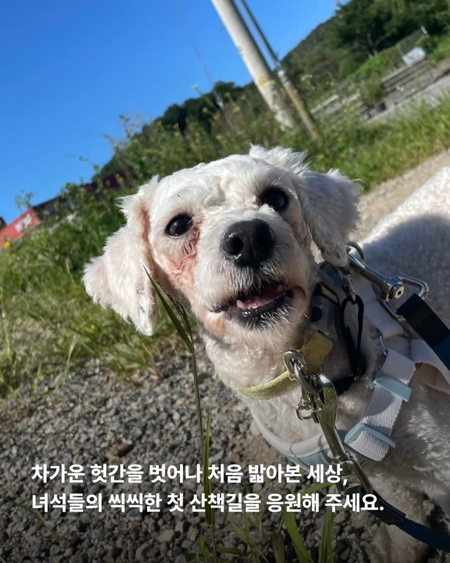 짱 위풍당당한 당진친구들 소식 현장 사진