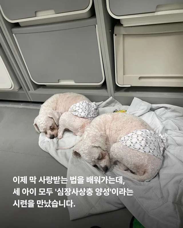 짱 위풍당당한 당진친구들 소식 현장 사진