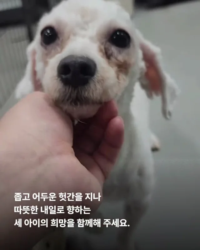 짱 위풍당당한 당진친구들 소식 현장 사진
