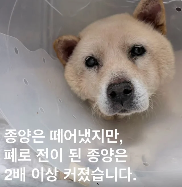 종양은 떼어냈지만, 폐로 전이된 종양은 2배이상 커졌.. 현장 사진