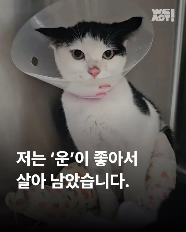 용인길고양이 현장 사진