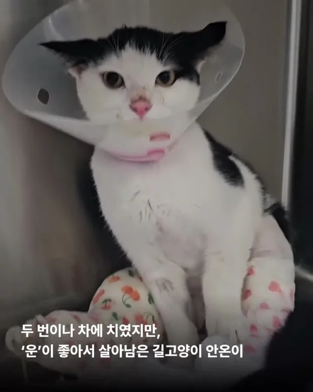 용인길고양이 현장 사진