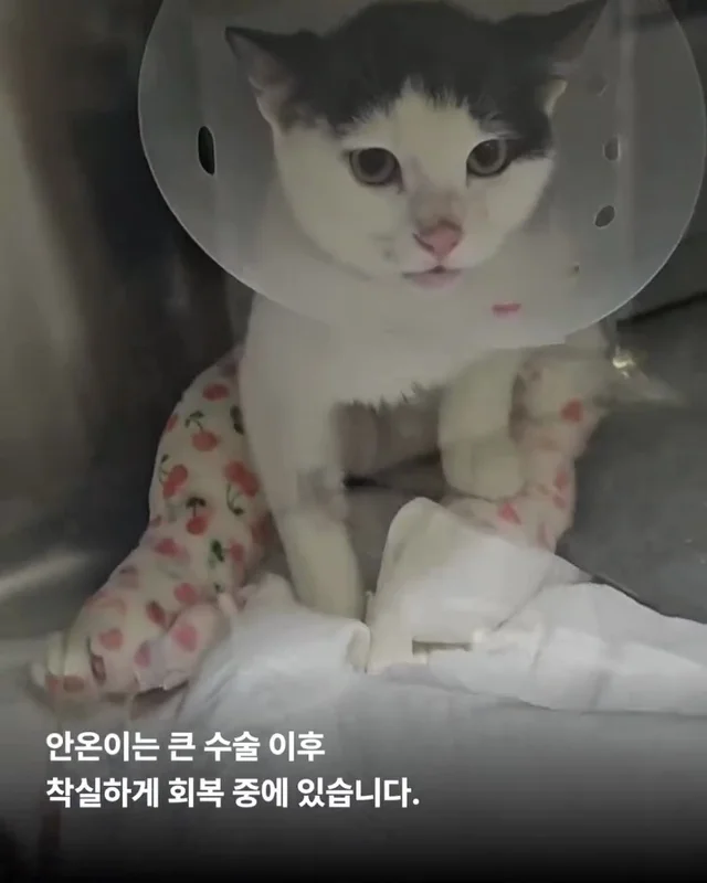 용인길고양이 현장 사진