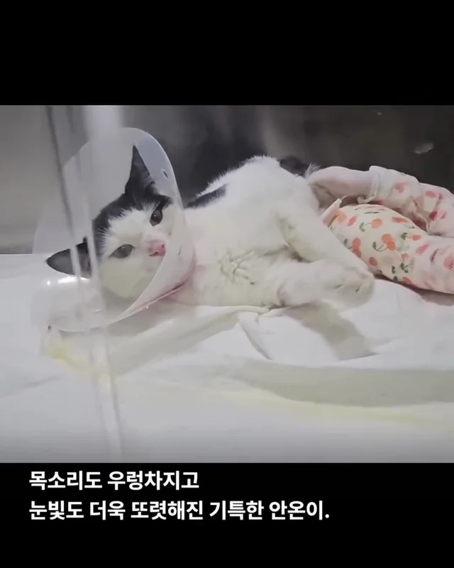 용인길고양이 현장 사진