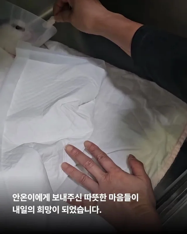 용인길고양이 현장 사진