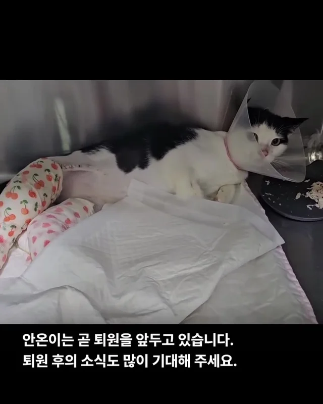 용인길고양이 현장 사진