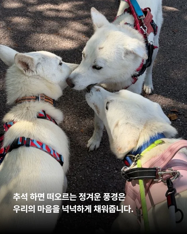풍성한 한가위, 넉넉한 마음을 나눠주세요 현장 사진