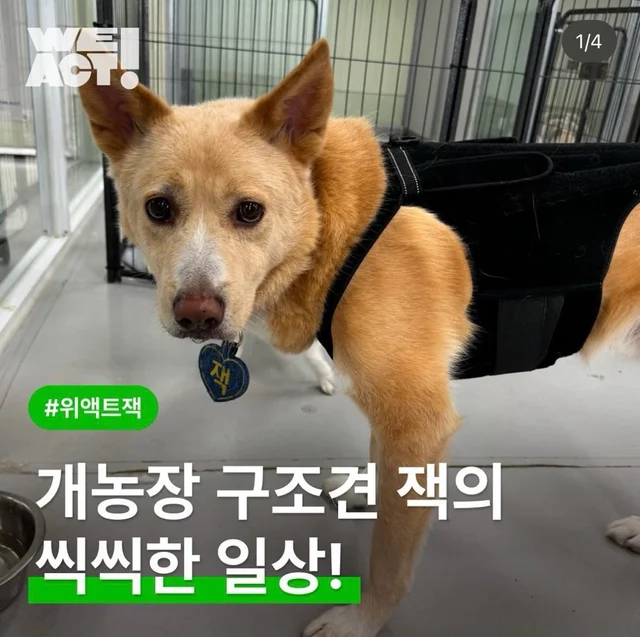 개농장 구조견 잭의 씩씩한 일상 현장 사진