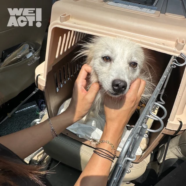 아기가 생겨 쫓겨난 개들 현장 사진