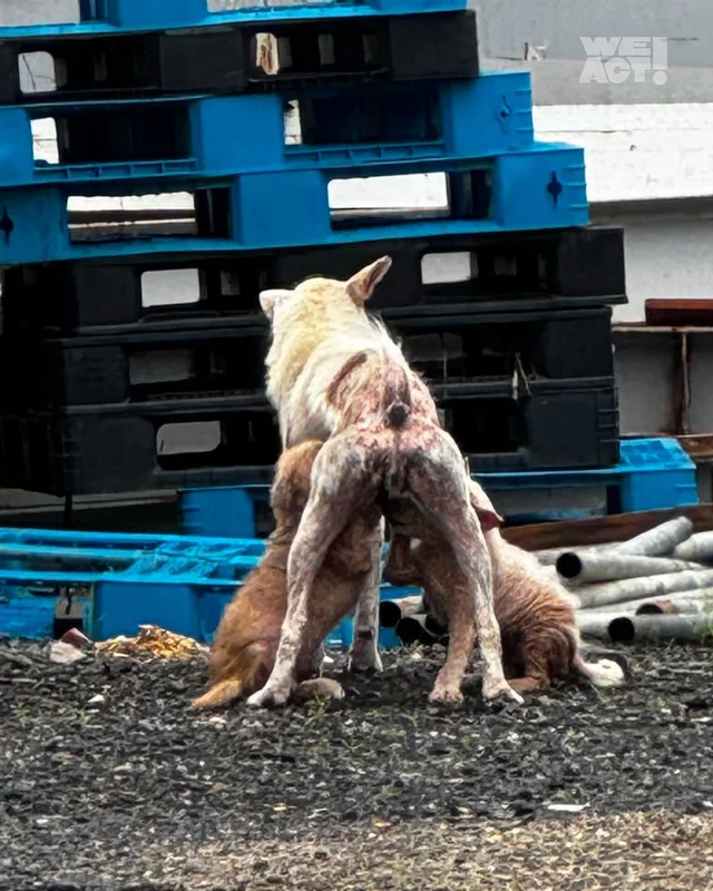 화성피부병가족 현장 사진