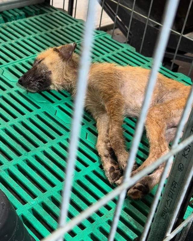 화성피부병가족 현장 사진