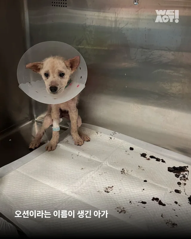 화성피부병가족 현장 사진