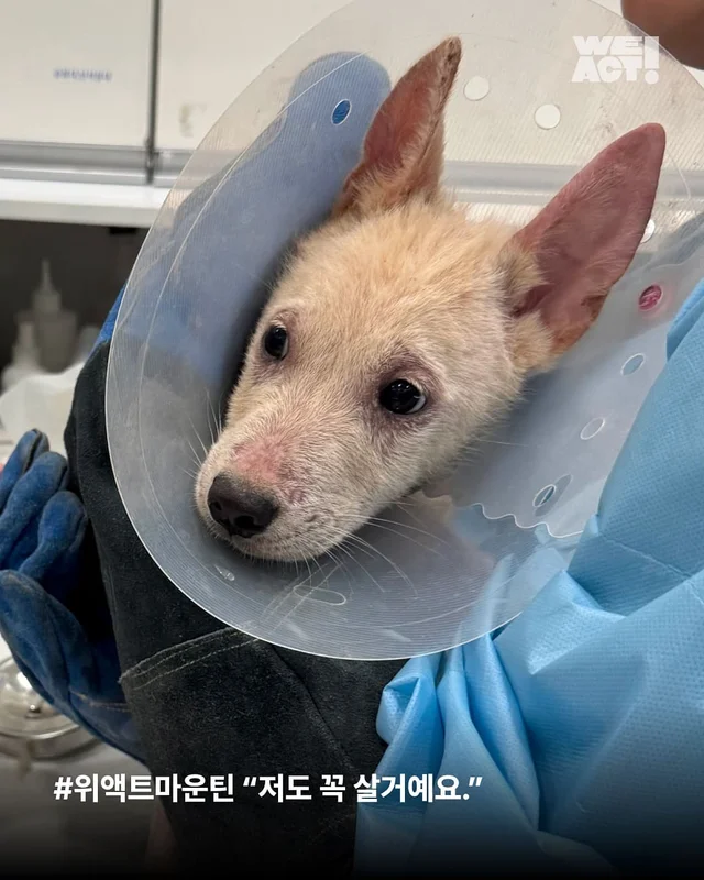 화성피부병가족 현장 사진