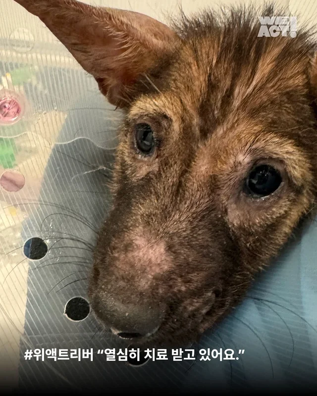 화성피부병가족 현장 사진