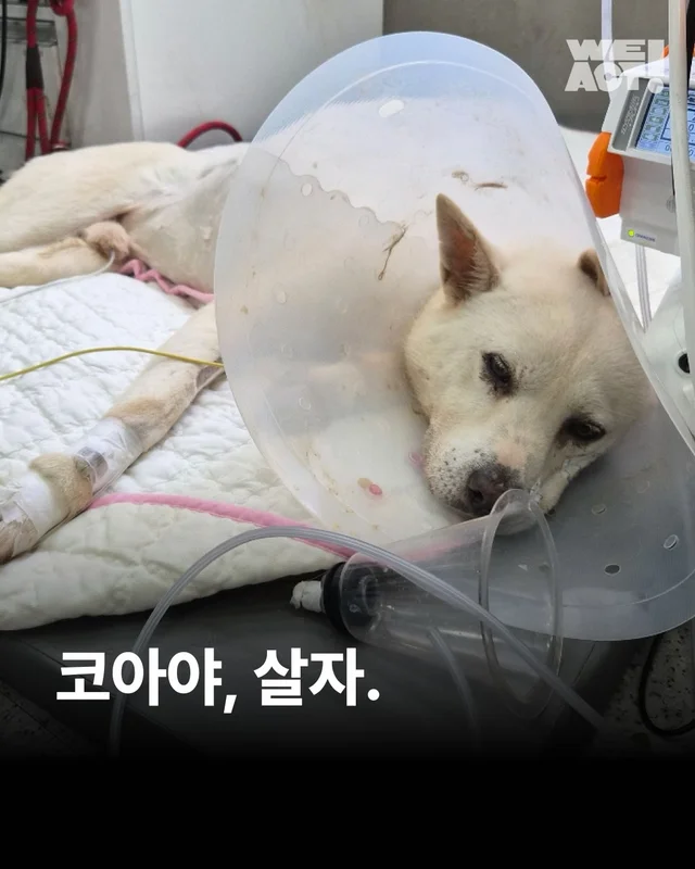 코아야 살자 현장 사진