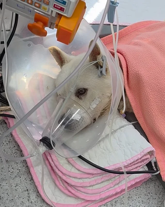 코아야 살자 현장 사진
