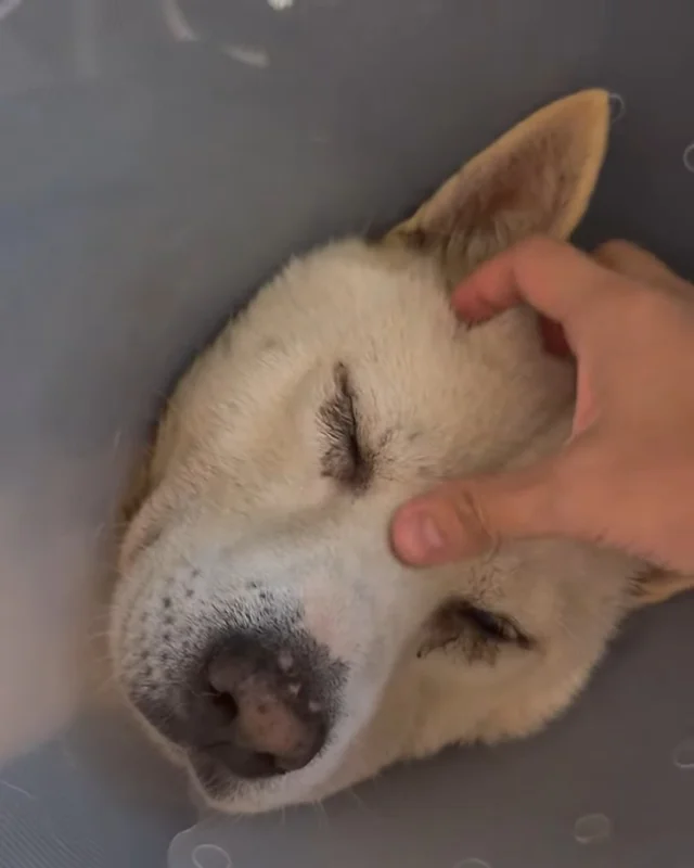 코아야 살자 현장 사진