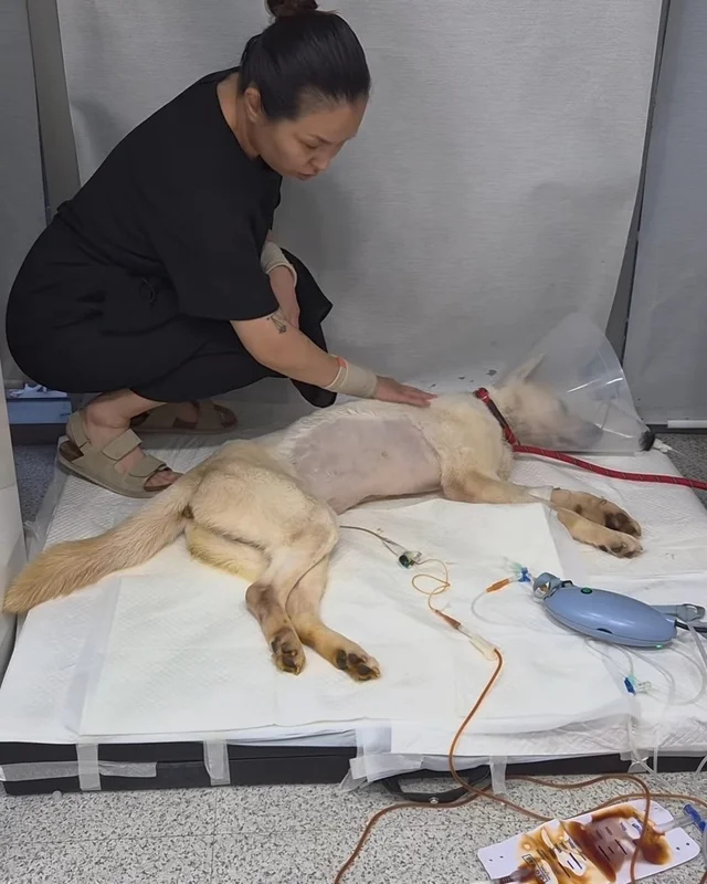 코아야 살자 현장 사진