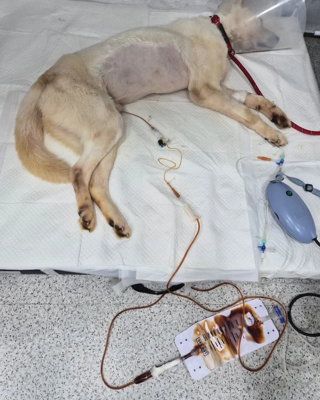 코아야 살자 현장 사진