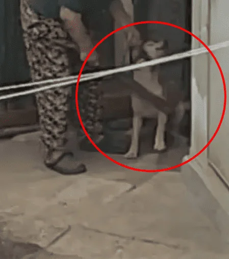 강아지 때려 경찰 다녀간 날…"또 때려야지" 보도 사진