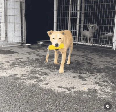 강아지 때려 경찰 다녀간 날…"또 때려야지" 보도 사진