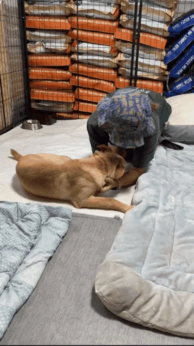 강아지 때려 경찰 다녀간 날…"또 때려야지" 보도 사진