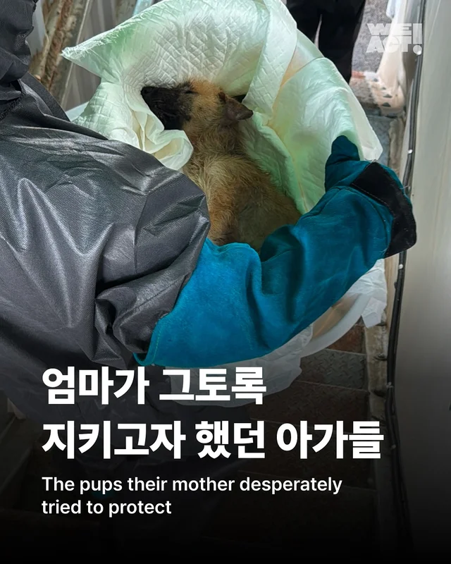 화성유기방치학대 현장 사진