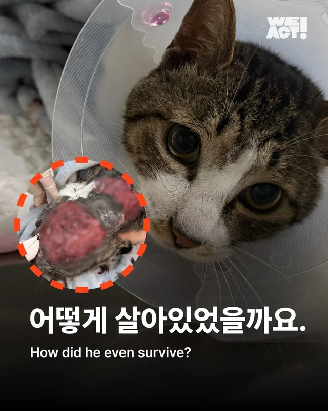 합천 피부고양이 현장 사진