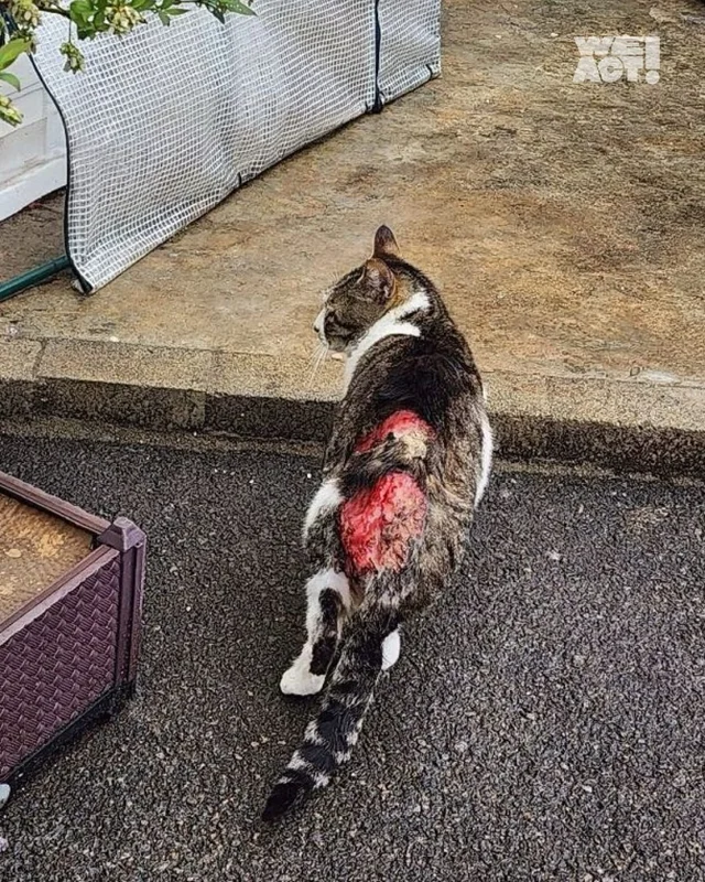 합천 피부고양이 현장 사진