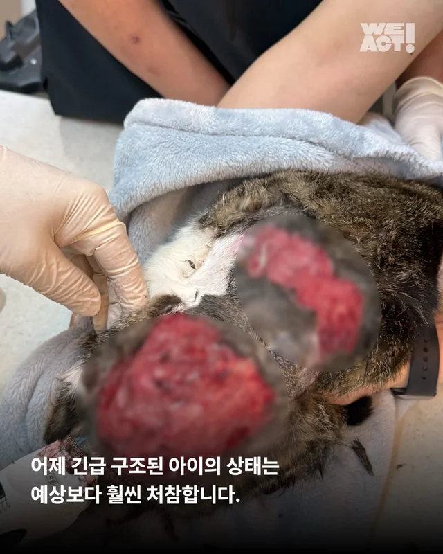 합천 피부고양이 현장 사진