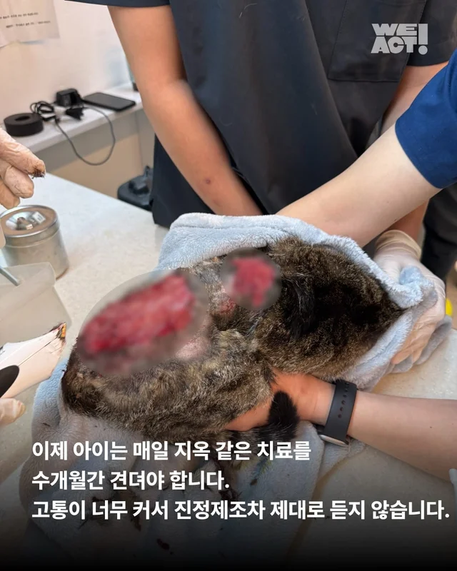 합천 피부고양이 현장 사진