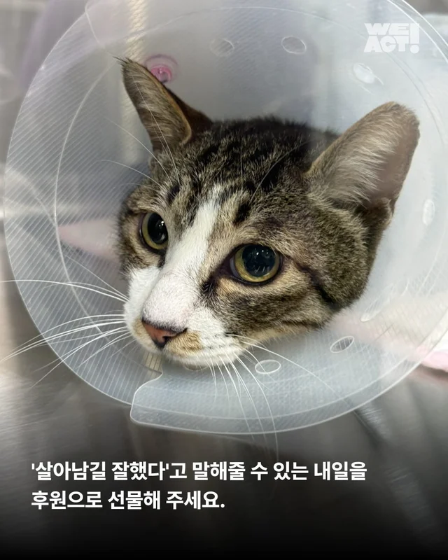 합천 피부고양이 현장 사진